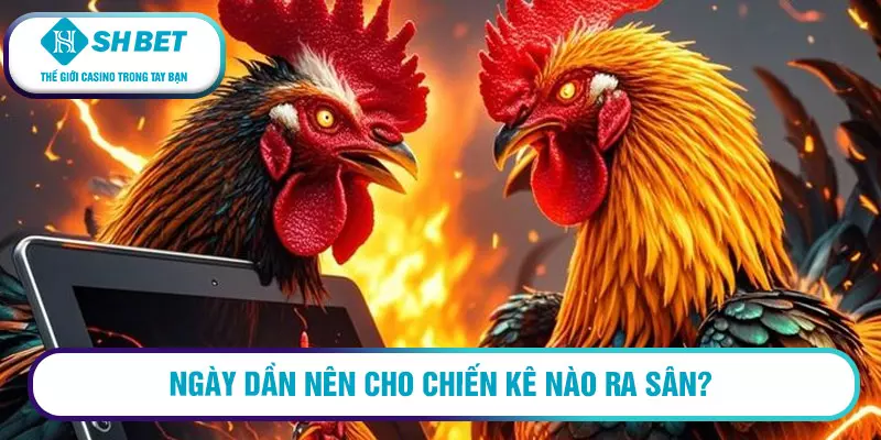 Gà ngũ sắc chân trắng có phải linh kê? Cách nhận diện 1 Gà ngũ sắc